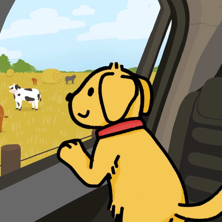 Buddy looking at cows